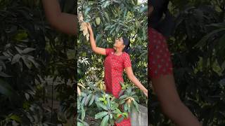 Download lagu mangoes π₯π #reelsakka #akka #mangoes #desi #trending mp3 Download lagu mangoes π₯π #reelsakka #akka #mangoes #desi #trending mp3