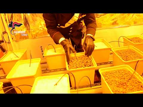 Carabinieri Torino sequestro marjuana a Pozzo Strada