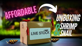 How to buy online shrimps✅for your planted tank🐟|UNBOXING & REVIEW |shrimps & snails |detail guide.
