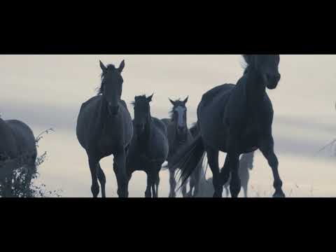 Danheim - Aldar rök (Official Music Video)