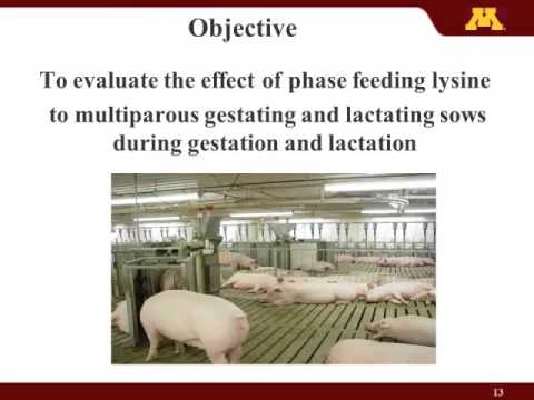 , title : 'Devi Pangeni - Phase Feeding of Sows during Gestation and Lactation'