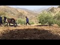 Plowing With Draft Horses Village Life