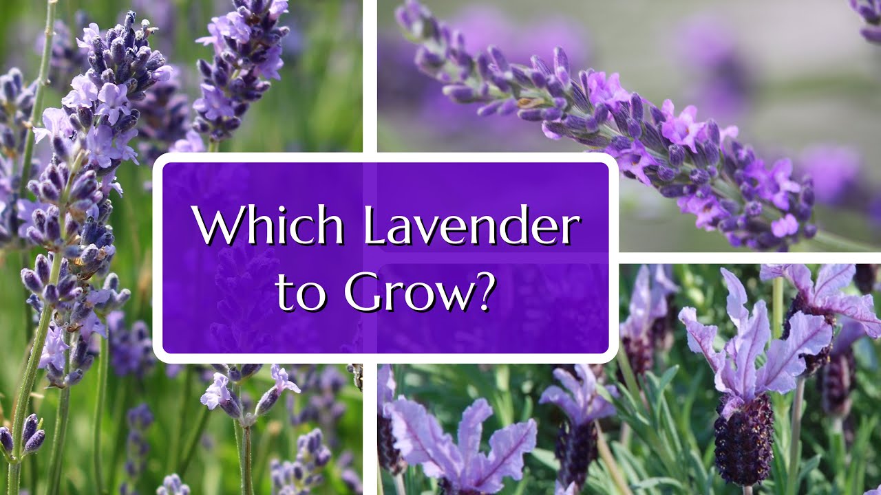 Best Lavender for Your Garden