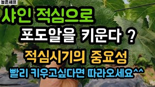 #샤인머스켓재배기술 #포도알솎이알속이알속기시기 #샤인머스켓나무적심농촌인력가격일당