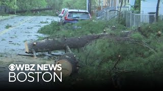Macroburst brings down dozens of trees in Springfield, Massachusetts