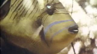 Classic Sesame Street film - &quot;I&#39;m Pretty&quot;