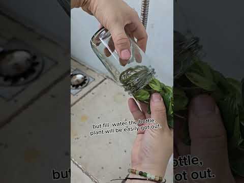 #alocasia#plants #philodendron #monstera #anthuriumvariegated #philodendron #syngonium  #monstera