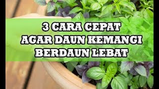 Download lagu HOW TO PLANT BASIL LEAVES SO THAT THEY GROW THICKYLY AND LUSH IN POLYBAGS mp3