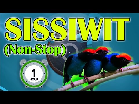 Sissiwit Non-Stop / Tayaw Non-Stop [1 Hour] -  (Igorot/Kalinga Song)