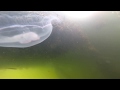 Dance Of The Jellyfish