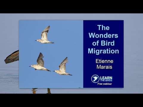 The Wonders of Bird Migration