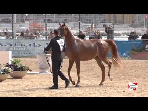 N.52 DELIGHT'S DIVAH RB - Menton 2015 - Fillies 3 years old (Class 3)
