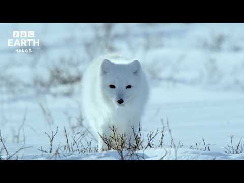 Snow Animals | Peaceful Arctic Wildlife & Winter Landscapes | BBC Earth Relax