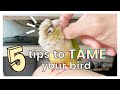 5 TIPS ON HOW TO TAME YOUR BIRD AND GAIN ITS TRUST