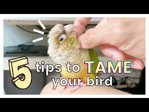 5 TIPS ON HOW TO TAME YOUR BIRD AND GAIN ITS TRUST