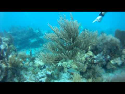 Molasses Reef Dive Uncut.
