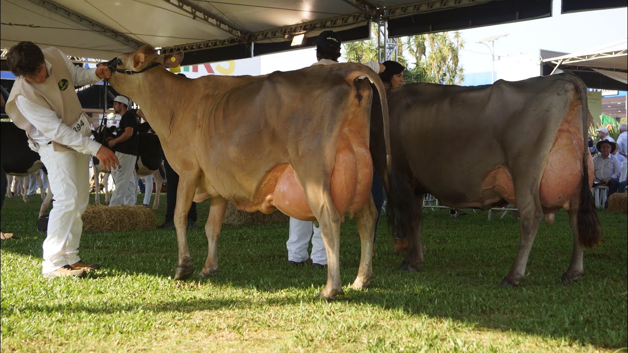 O SUCESSO DA RAÇA JERSEY NA EXPOINTER 2019