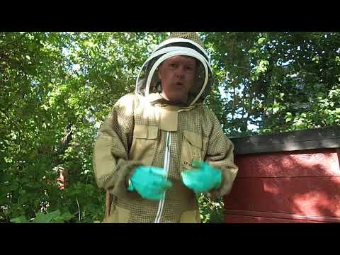 Bygga bikupa - Avläggare