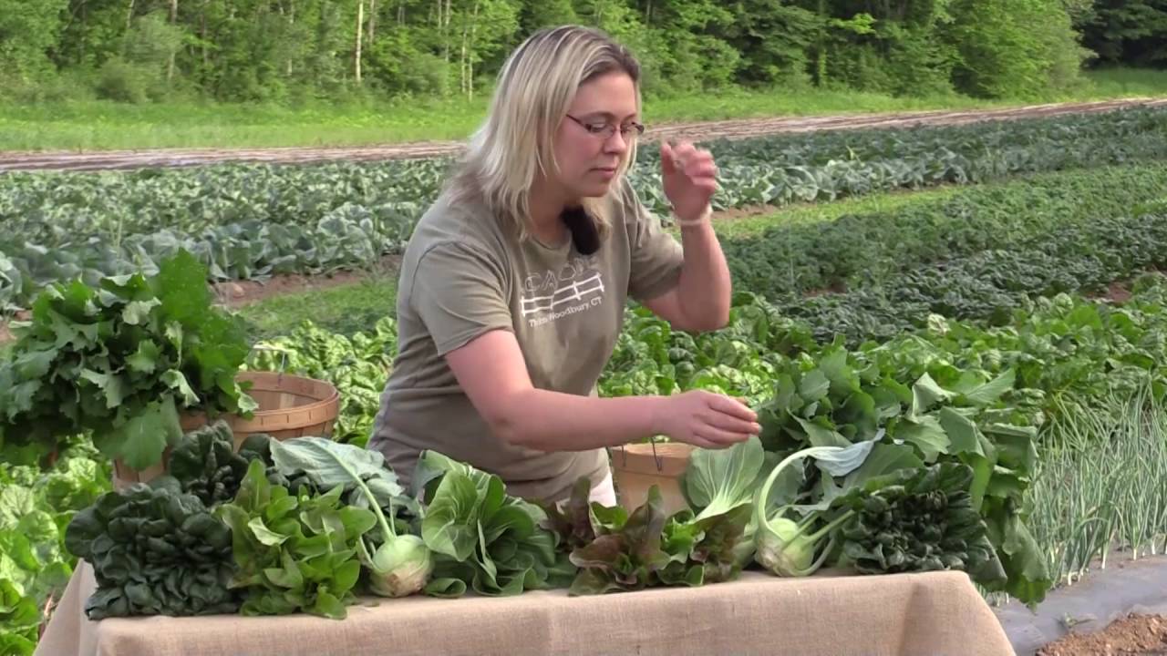 What's In This Week's Basket - Week 1 - Summer 2016 CSA