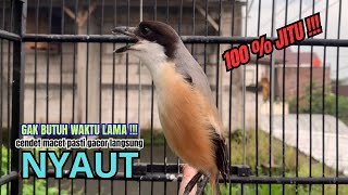 Download lagu cendet gacor AMPUH FULL MATERI JERNIH,, PANCINGAN CENDET AGAR BUNYI bikin BURUNG PENTET GACOR EMOSI mp3