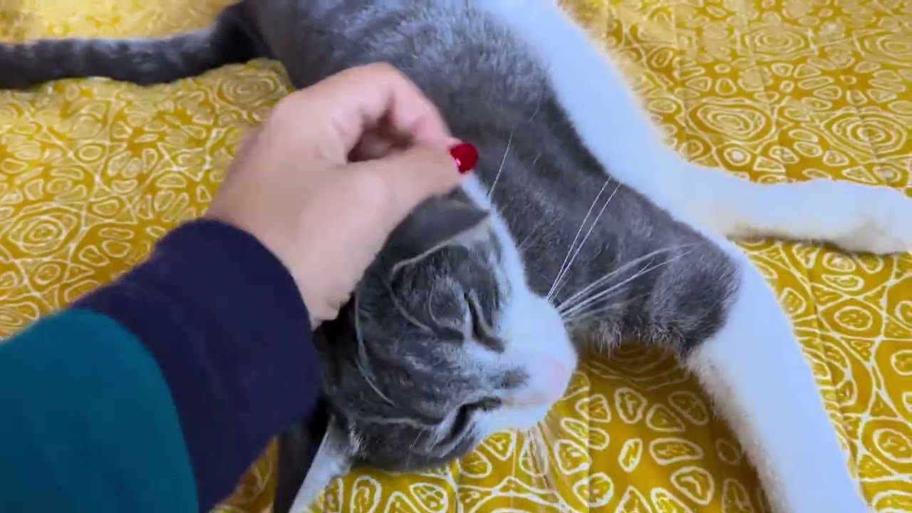 Enlarge Eli, a Adoptable Domestic Short Hair in Bloomfield, NJ video 2/6