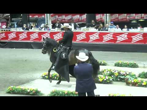 ANTIDOTO DE SAN ISIDRO, GRAN CAMPEÓN RESERVADO P4 COPA CIUDAD DE MEDELLIN GRADO A 2026