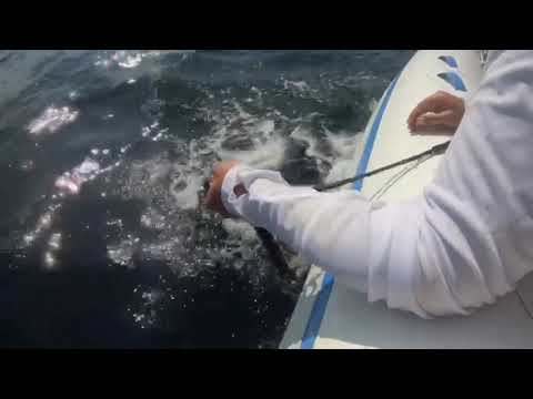 Una giornata movimentata