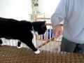 Tux The Cat Does Cute Stuff