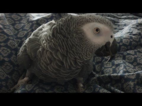 The way the misses and I get woken up by Dexter