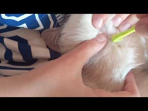 How to remove tick from cat - the simplest way
