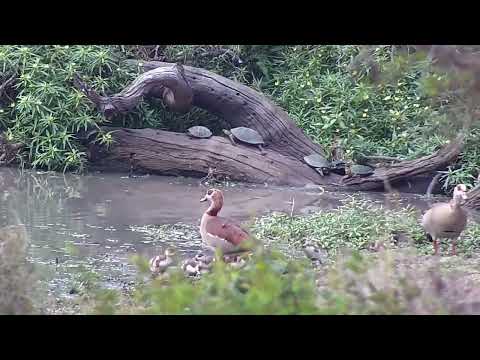 Djuma: Egyptian Geese and Terrapins - 12:09 - 09/28/2022