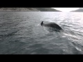 Valas veneen alla (Whale under the boat) 