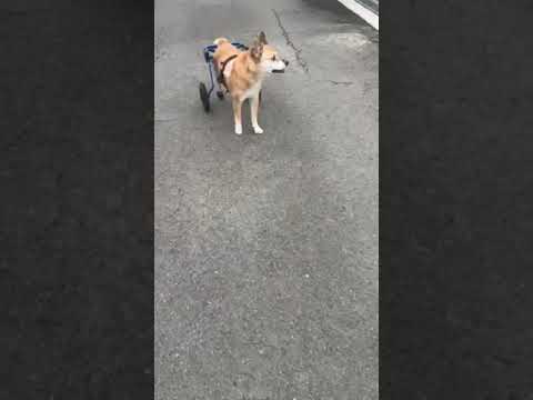 16歳のミックス犬ボブ君　犬用車椅子で上手に歩いています