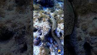 🤿 Beautiful Spotted Moray 🐍 #shorts