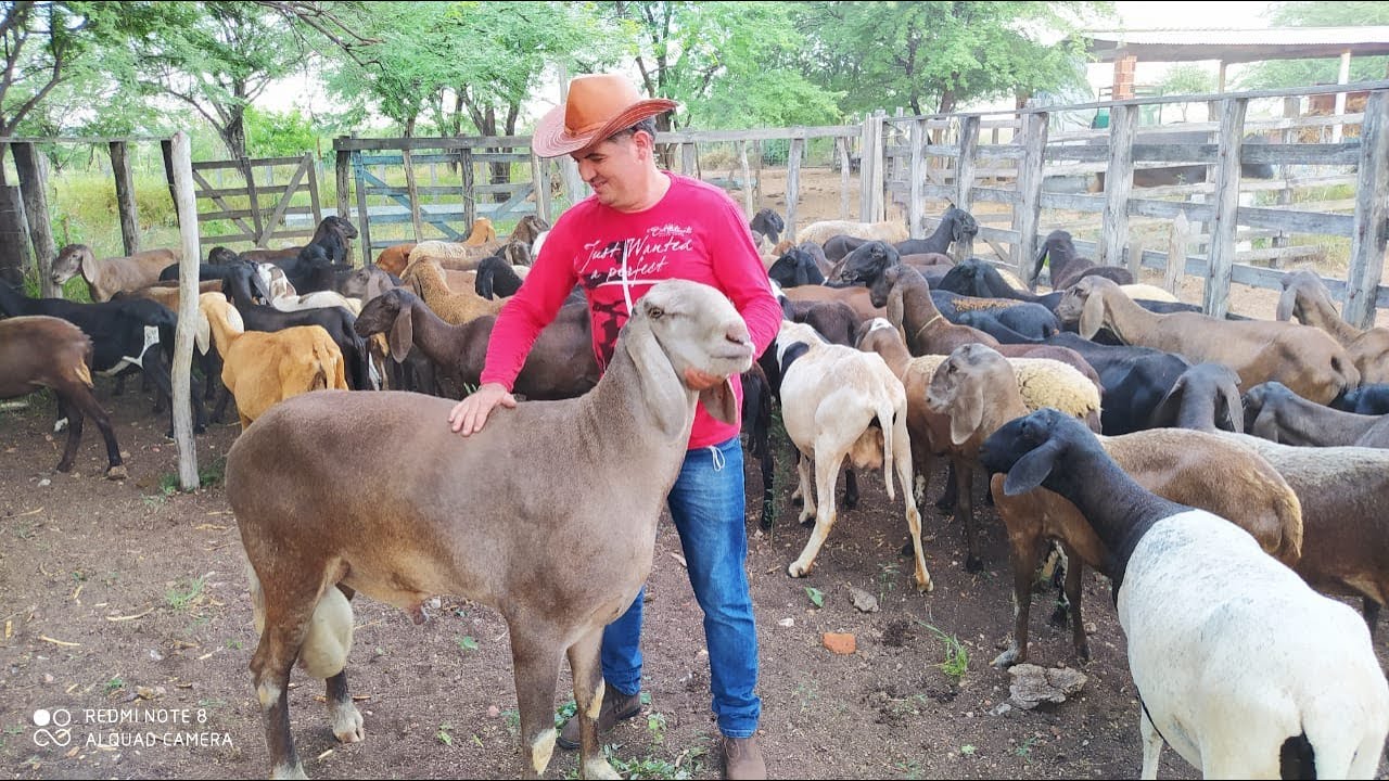 VAMOS CONHECER A RAÇA DE OVINOS BERGANÊS DE DORMENTES PERNAMBUCO