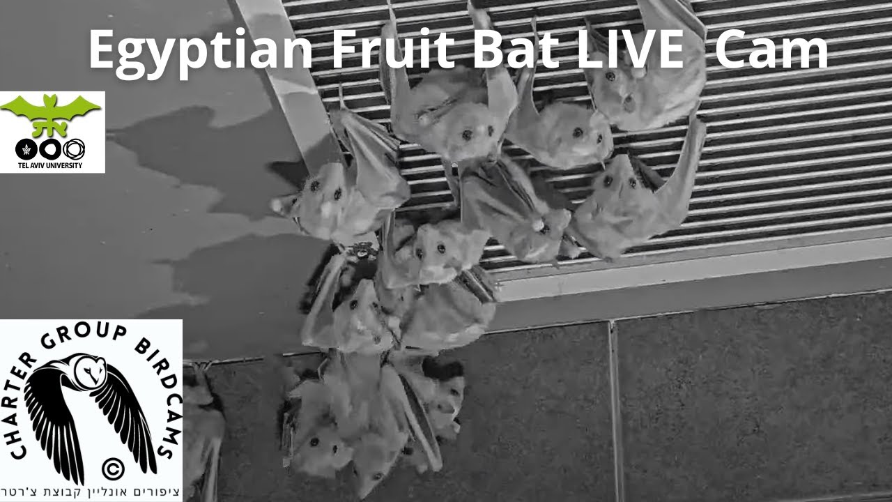Live webcam view of Colonia de murciélagos egipcios