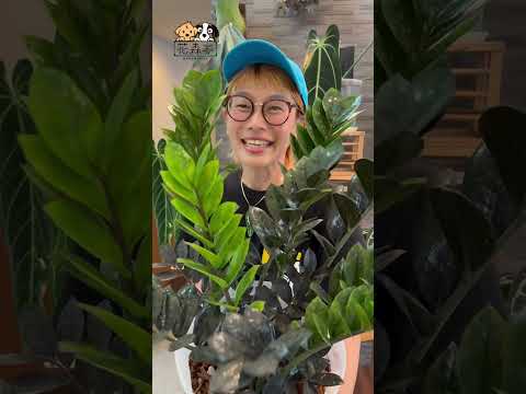 園芸植物 - 魅力的で多彩な竹  庭園