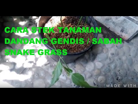, title : 'Cara stek tanaman dandang gendis / sabah snake grass'