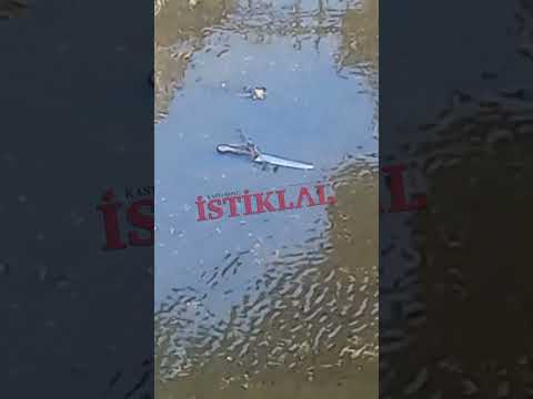 Kastamonu merkezde korkutan görüntü: Deredeki bıçak bir suç aleti mi?