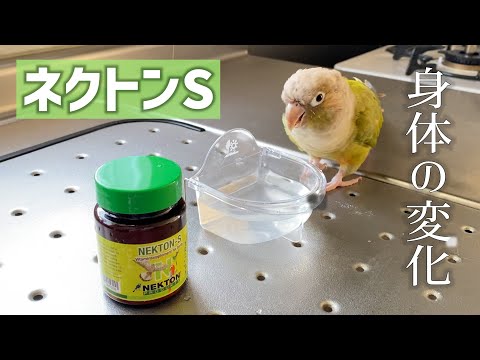 ウニムフィカス・コルヌトゥス