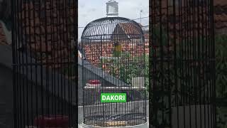 Download lagu lovebird Dakori Bukan Sembarang Drakor Boskuh mp3