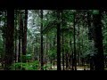 ЗВУКИ ЛЕСА. Звуки природы Сосновый лес 