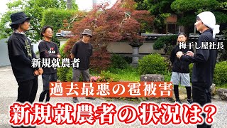 「梅農家を諦めたくないです…」新規就農者に雹被害の状況を聞きました。