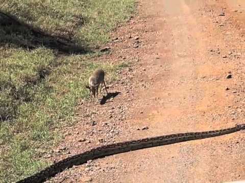 Funny animal videos - The Python