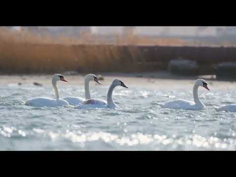 ? ? ?  ?  O PODER DA MÚSICA RELAXANTE DE VIOLÃO: Uma Experiência Transformadora ? ? ?  ?