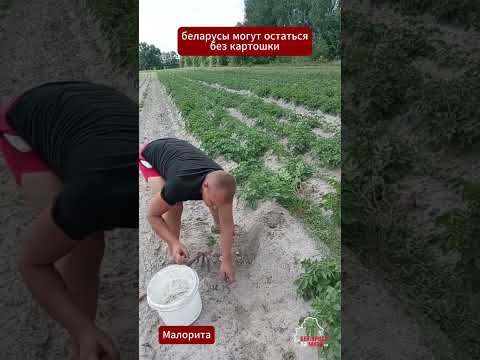 Беларусы начали копать картошку и испытали шок 😳🥔 Бульба в этом году больше похожа на горох #новости