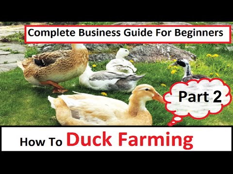 , title : 'How To Start Duck Farming | Part 1 | Business Starting Guide For Beginners | Complete Guide |'