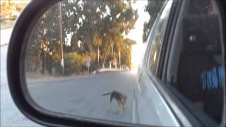 preview picture of video 'Crete Timbaki Street Dogs Dumped & Staved To Near Death'