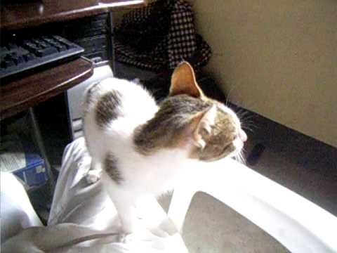 hard-hicham / mon chat