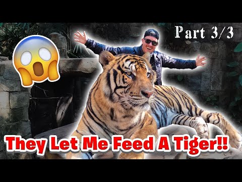 Thumbnail for FED A 2,000 LB TIGER IN THAILAND! by Tiger Please